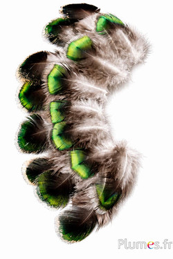 Pauw groen - 4-8 cm - groen-bruin-natuurlijk